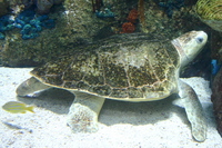 : Lepidochelys olivacea; Olive Ridley Sea Turtle