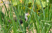 Fig. 23  White-breasted Waterhen : 흰배뜸부기