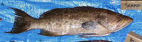 Mycteroperca phenax, Scamp: fisheries, gamefish
