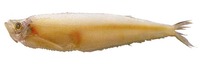 Odontognathus mucronatus, Guiana longfin herring: fisheries