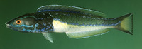 Pseudojuloides erythrops, Redeye wrasse: aquarium
