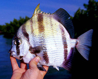 Chaetodipterus lippei, West African spadefish: fisheries