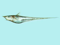 Coelorinchus multispinulosus, Spearnose grenadier: fisheries