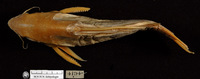 Synodontis clarias, :