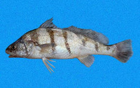 Paralonchurus dumerilii, Suco croaker: fisheries