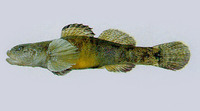 Gymnogobius urotaenia, : fisheries