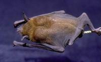 Image of: Pteronotus parnellii (Parnell's mustached bat)