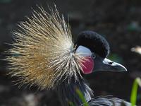 Balearica pavonina - Black Crowned-Crane