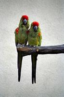 Ara rubrogenys - Red-fronted Macaw