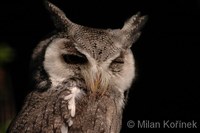 Ptilopsis granti - Southern White-faced Owl