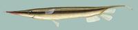 Image of: Aeoliscus strigatus (razorfish)