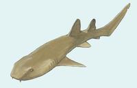 Image of: Ginglymostoma cirratum (nurse shark)