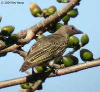 Timor Figbird - Sphecotheres viridis