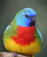 Scarlet-chested Parrot - Neophema splendida