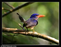 Numfor Paradise-Kingfisher - Tanysiptera carolinae