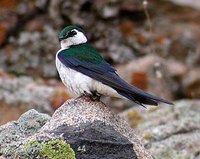 Violet-green Swallow - Tachycineta thalassina