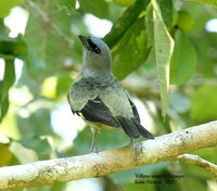 Yellow-winged Tanager - Thraupis abbas