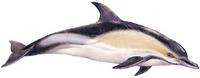 Gewöhnlicher Delfin (Delphinus delphis) Common dolphin