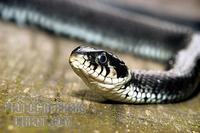 Grass snake stock photo