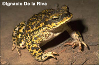 : Bufo spinulosus; Warty Toad