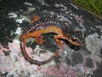 : Lyciasalamandra luschani luschani; Lycian Salamander