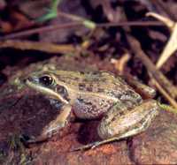 : Ptychadena mascareniensis; Malagasy Common Frog