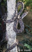 : Boiga forsteni; Forsten's Cat-eyed Snake