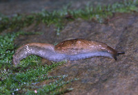 : Hemphillia camelus; Pale Jumping-slug