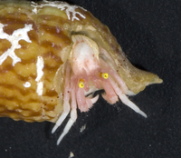 : Pseudopaguristes sp.