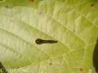 Caliroa cerasi - Pear Sawfly