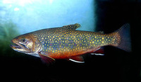 Salvelinus fontinalis, Brook trout: fisheries, aquaculture, gamefish, aquarium