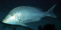 Lethrinus nebulosus, Spangled emperor: fisheries, aquaculture, gamefish