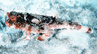 Ogcocephalus parvus, Roughback batfish: