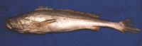 Otolithoides biauritus, Bronze croaker: fisheries
