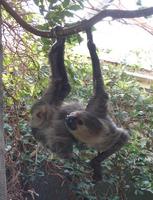 Image of: Choloepus (two-toed sloths)