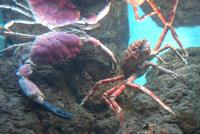 Image of: Pseudocarinus gigas, Macrocheira kaempferi (giant Japanese spider crab)