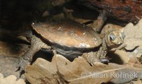 Geoemyda spengleri - Black-breasted Leaf Turtle