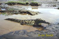 Crocodylus acutus - American Crocodile