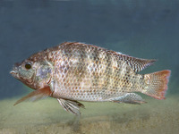 莫桑比克口孵非鯽(金山) (Oreochromis mossambicus)