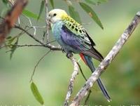 * Mealy Pale Head Rosella