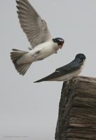 *NEW* White-rumped Swallow