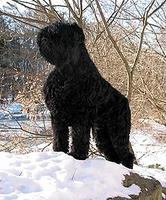 Black Russian Terrier (Russian Bear Schnauzer, Tchiorny Terrier)