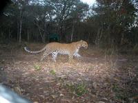 A female leopard (Chinga) kindly demonstrates how our camera traps should work!