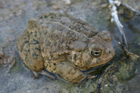 : Bufo woodhousii; Woodhouse's Toad