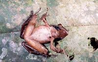 : Gephyromantis salegy; Salegy Forest Frog