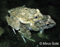 : Limnomedusa macroglossa; Rapids Frog