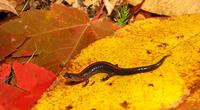 : Plethodon angusticlavius; Ozark Salamander