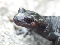 : Salamandra atra atra; Alpine Salamander