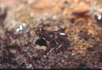 : Taudactylus eungellensis; Eungella Day Frog