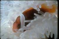 : Amphiprion frenatus; Clown Fish